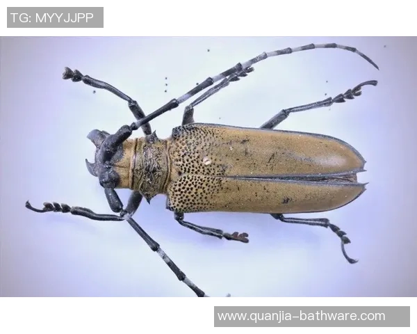 探索3D天牛图库图的魅力与应用价值，揭示其在艺术与科学中的重要性与潜力